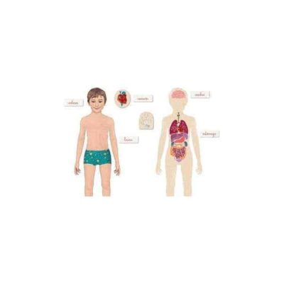 Montessori El Cuerpo Humano Clementoni