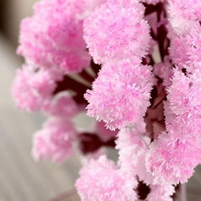 L’arbre magique de Sakura