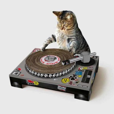 Cat DJ Scratching