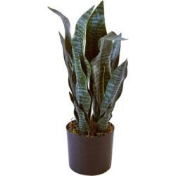 Deco plante 57601 – Olla Vert – Lot de 1